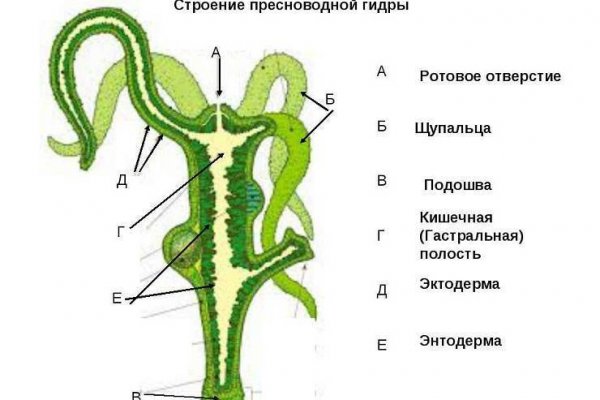 Кракен наркоторговец