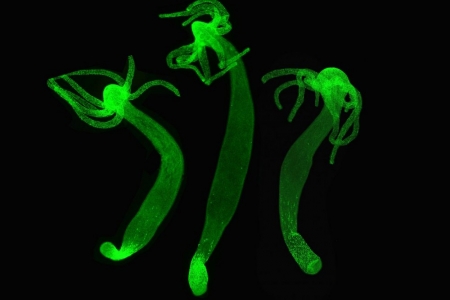 Kraken19at